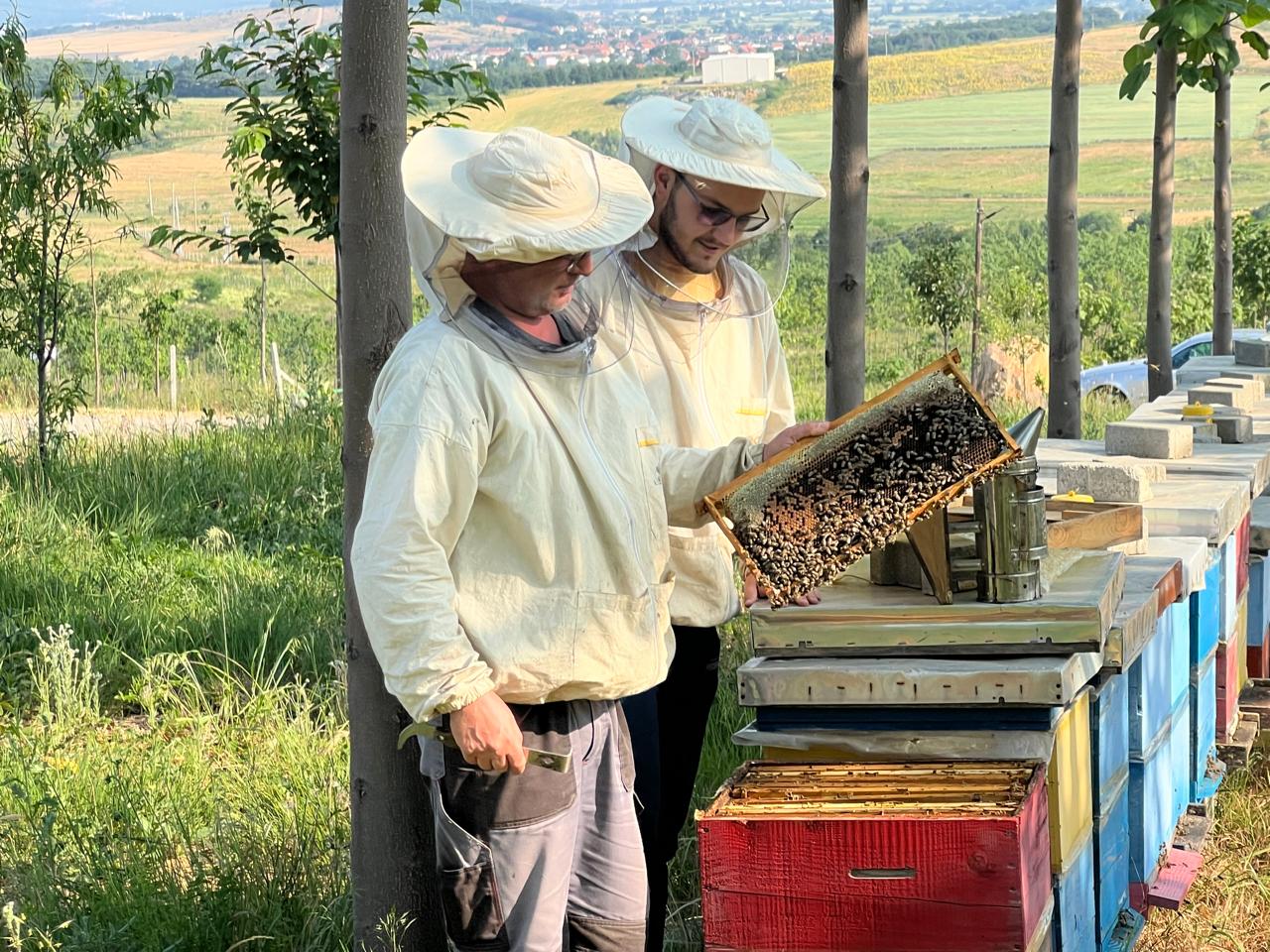Imker bei der Inspektion