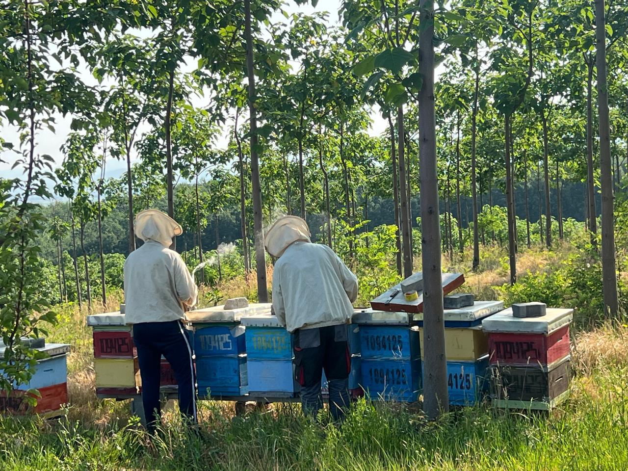 Bienenstöcke in Reihe