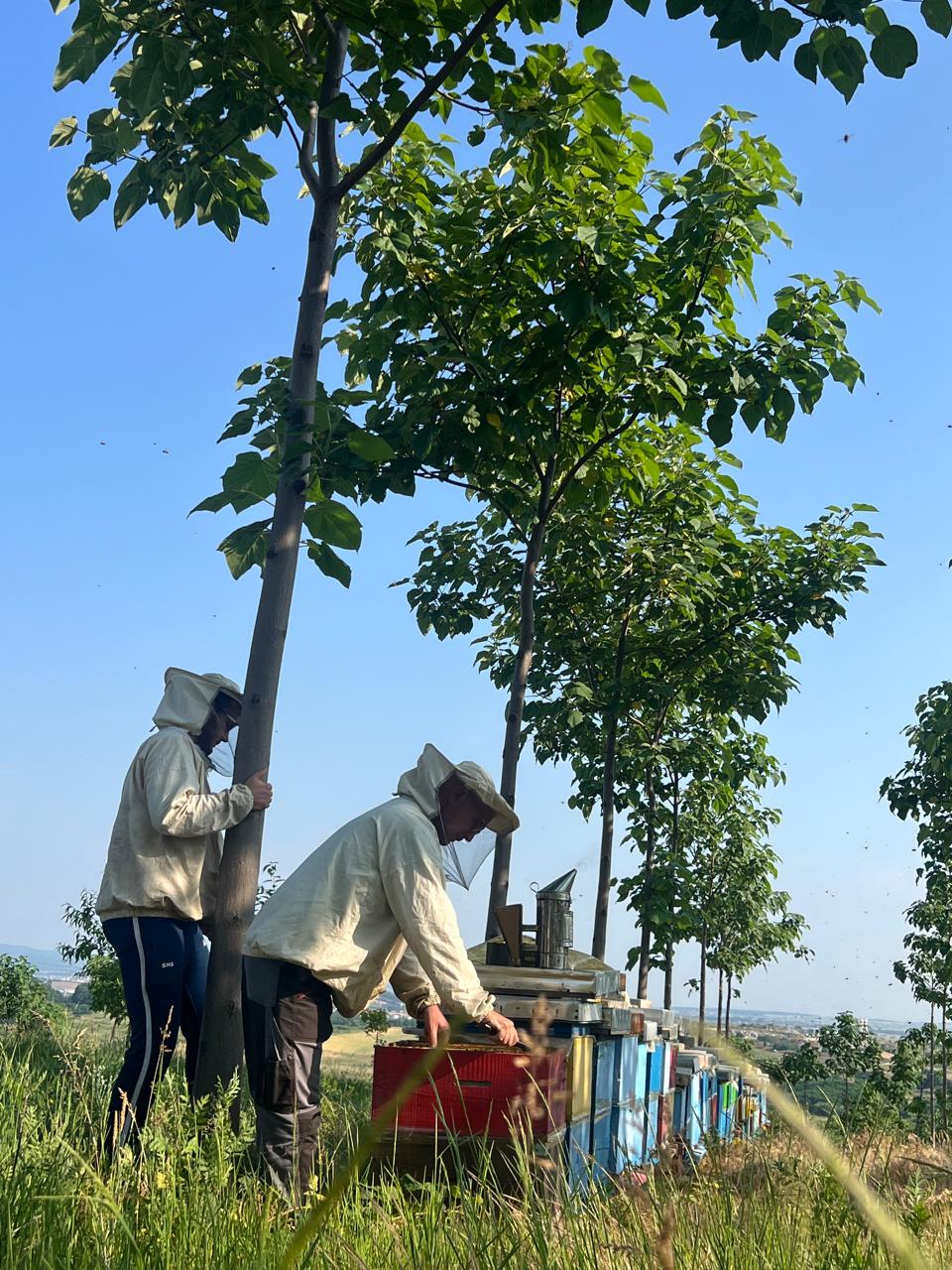 Bienenstöcke zwischen Paulownia-Bäumen