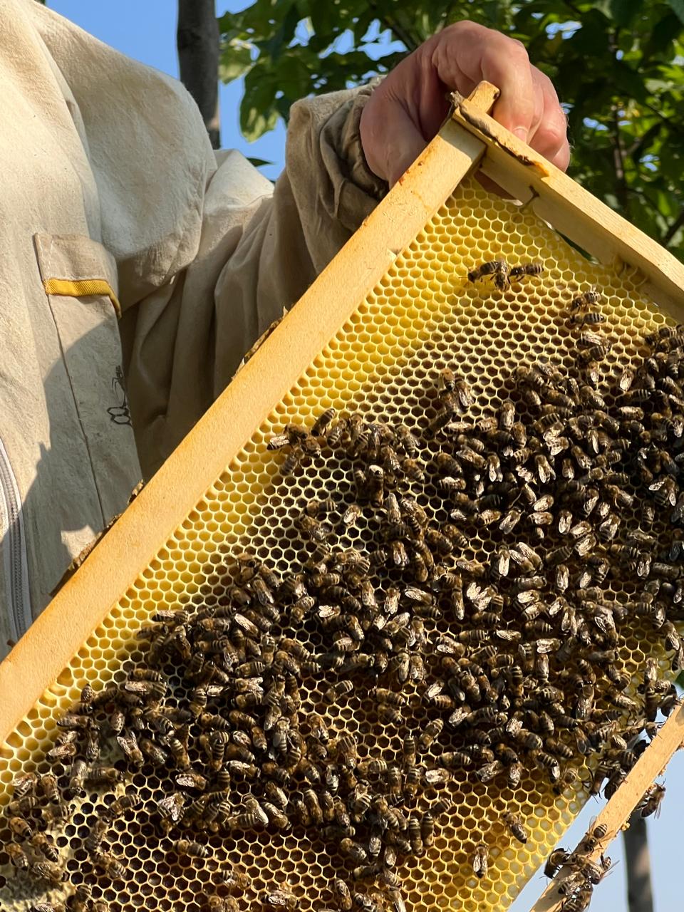 Honigwabe Nahaufnahme