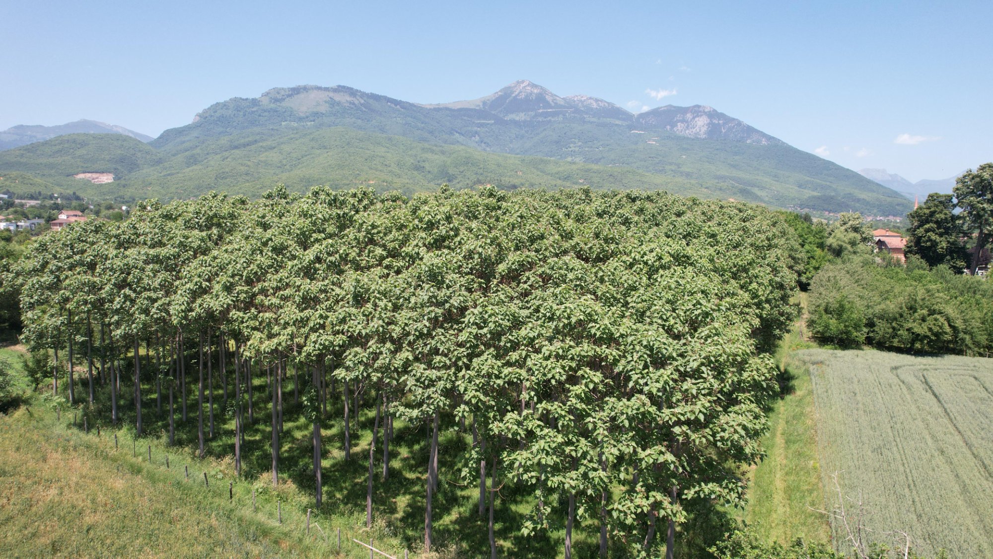 Greenchild Paulownia-Plantage