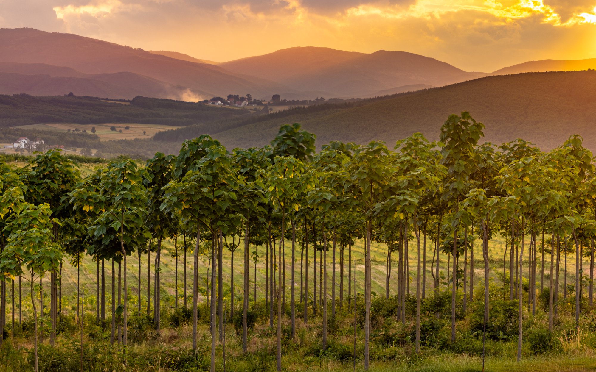 Greenchild Paulownia Plantage