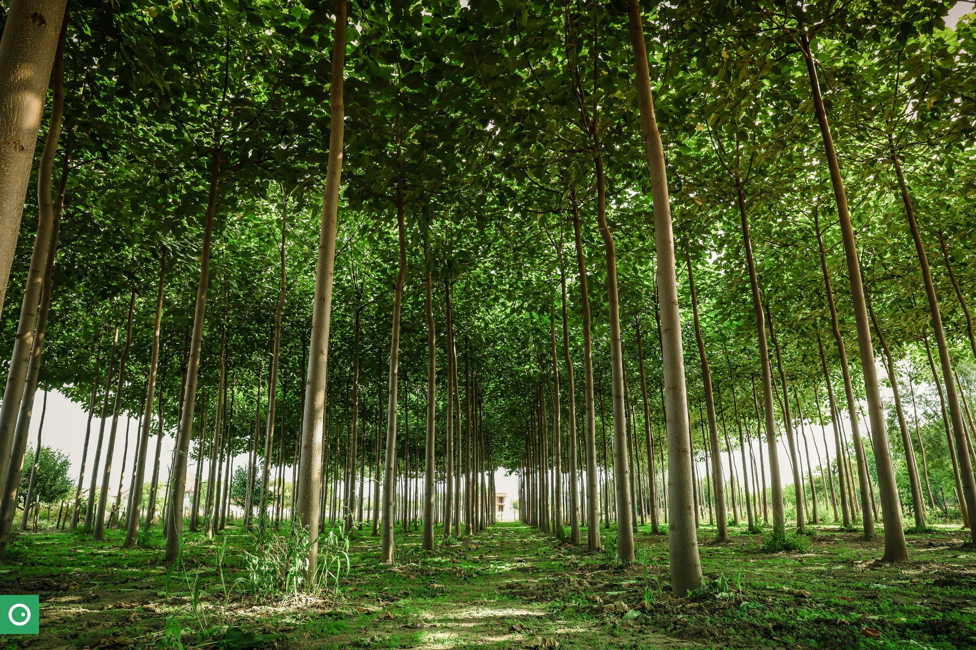 Paulownia-Plantage Innenansicht