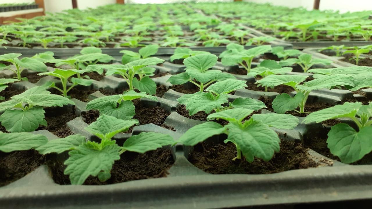 Setzlinge Nahaufnahme